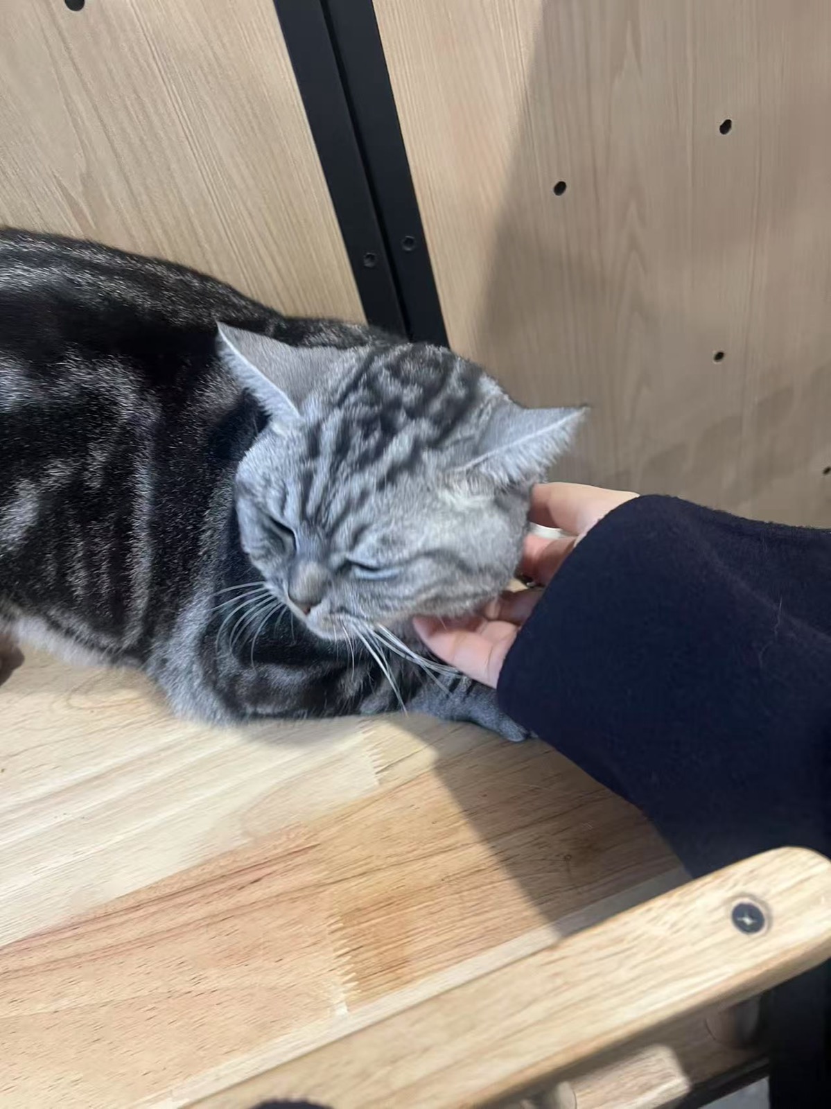 虎虎