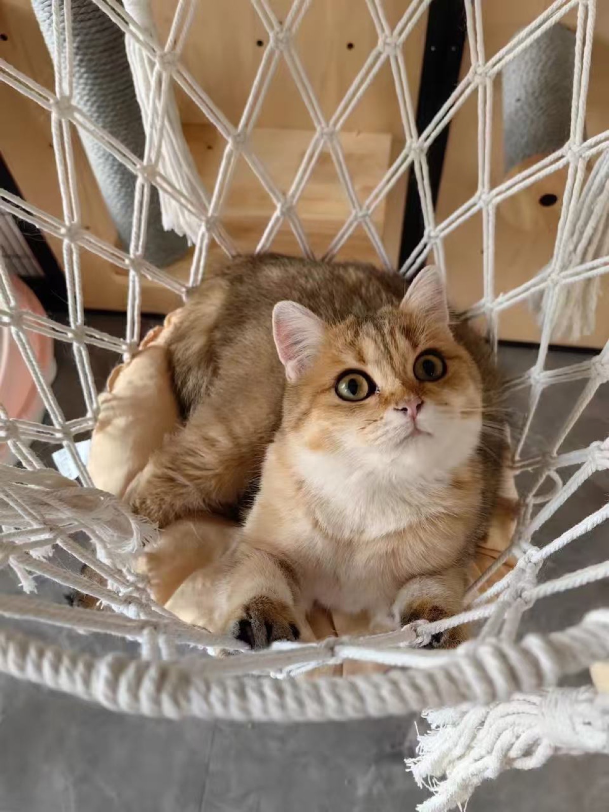金砖